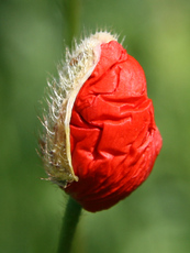 Klatschmohn-123.jpg